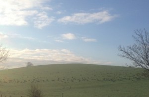 Geese in fields beyond flora