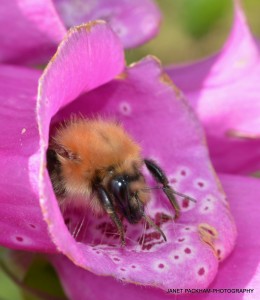 A Bumble Bee bumbling out of a Foxglove flower