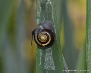 Snail Living on the leaves in the wet area of the orchard