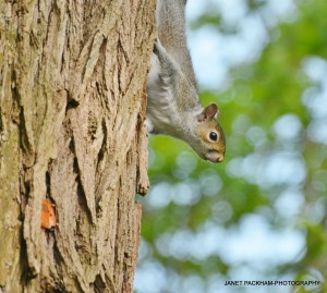 Some people love them some hate them!! Grey Squirrel