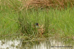 Moorhen