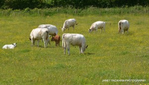 Spot the odd one out!! One brown calf amongst a herd of white cows