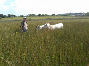 Ken in field with cow