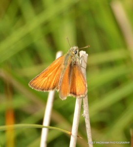 Large Skipper Moth