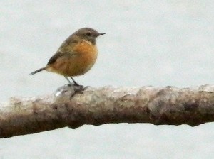 stonechat_1