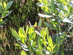 Large Heath Butterfly on Bog Myrtle