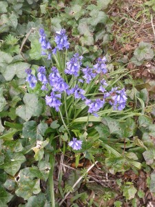 Bluebells