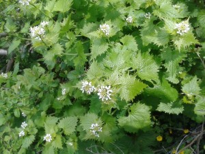 White dead nettle