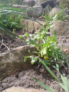 Groundsel