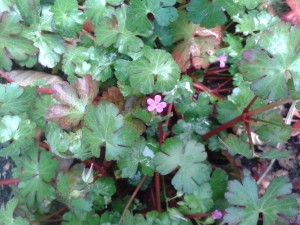 Herb robert