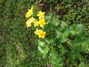 Marsh marigold