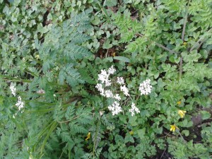 Cow parsley