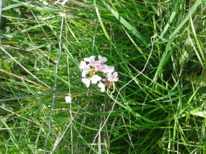 Cuckoo flower 