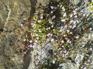 Ivy leaved toad flax 