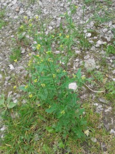 White mustard 