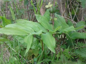 Solomon's Seal