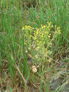 Oil Seed Rape