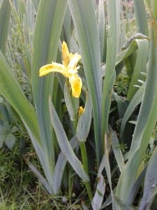 Yellow Flag Iris