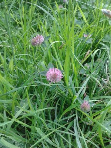 Red Clover