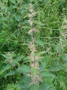 Common nettle