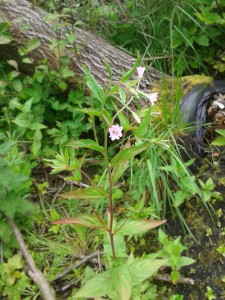 March willowherb