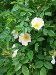 Dog Rose