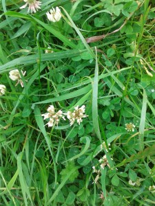 White Clover