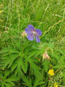 Meadow Cranesbill