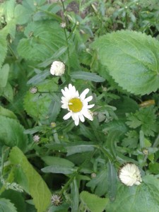 Ox-eye daisy