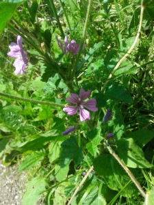 Mallow