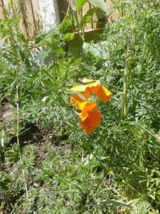 Californian poppy