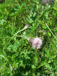 Spear thistle