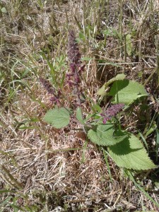 Red dead nettle