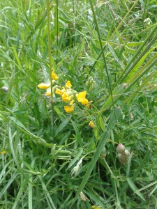 Meadow Vetchling 