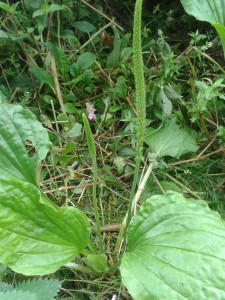 Hoary plantain 