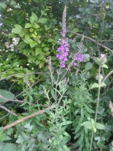 Purple loosestrife 