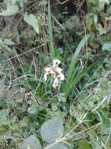 Stinking Iris