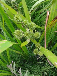 Branched bur-weed 