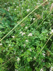 Water cress