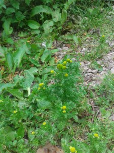 Pineapple weed