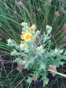 Common Fleabane