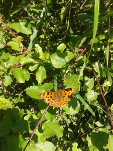 Comma Butterflyh