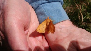  male 'Drinker' Euthris potatoria moth