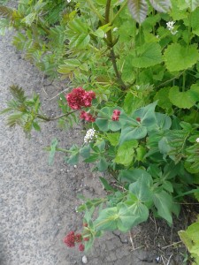 Red Valerian