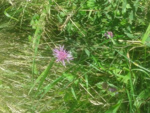 Greater Knapweed