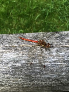 Common Darter