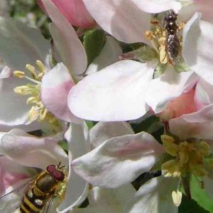 Two hoverflies