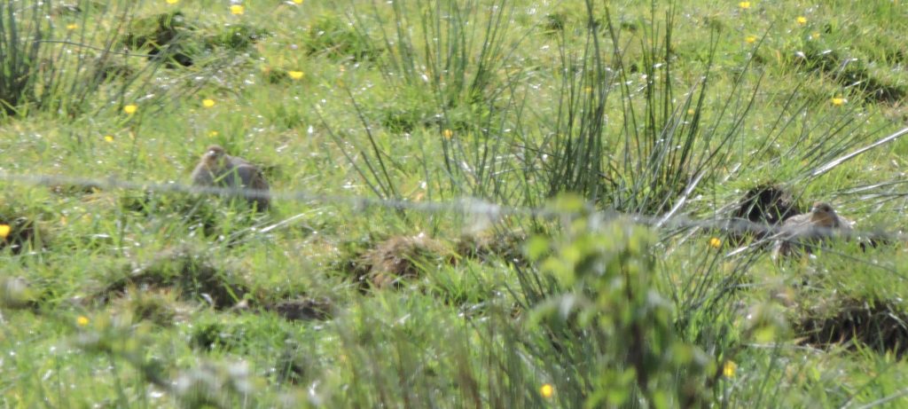 Two common partridges sitting in a field