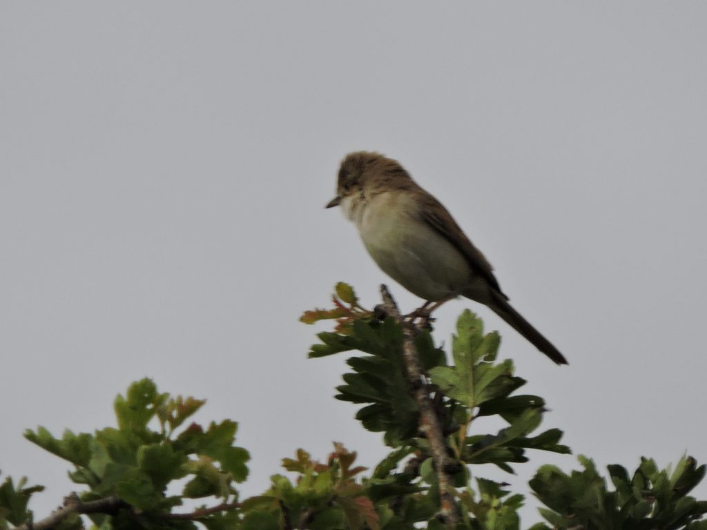 Whitethroat on top of tree