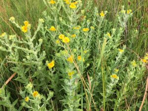 Common Fleabane